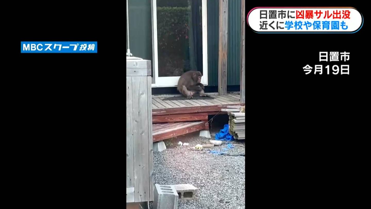 家に逃げてもドアをたたいてくる」住宅街にサル出没 縁側で毛づくろい