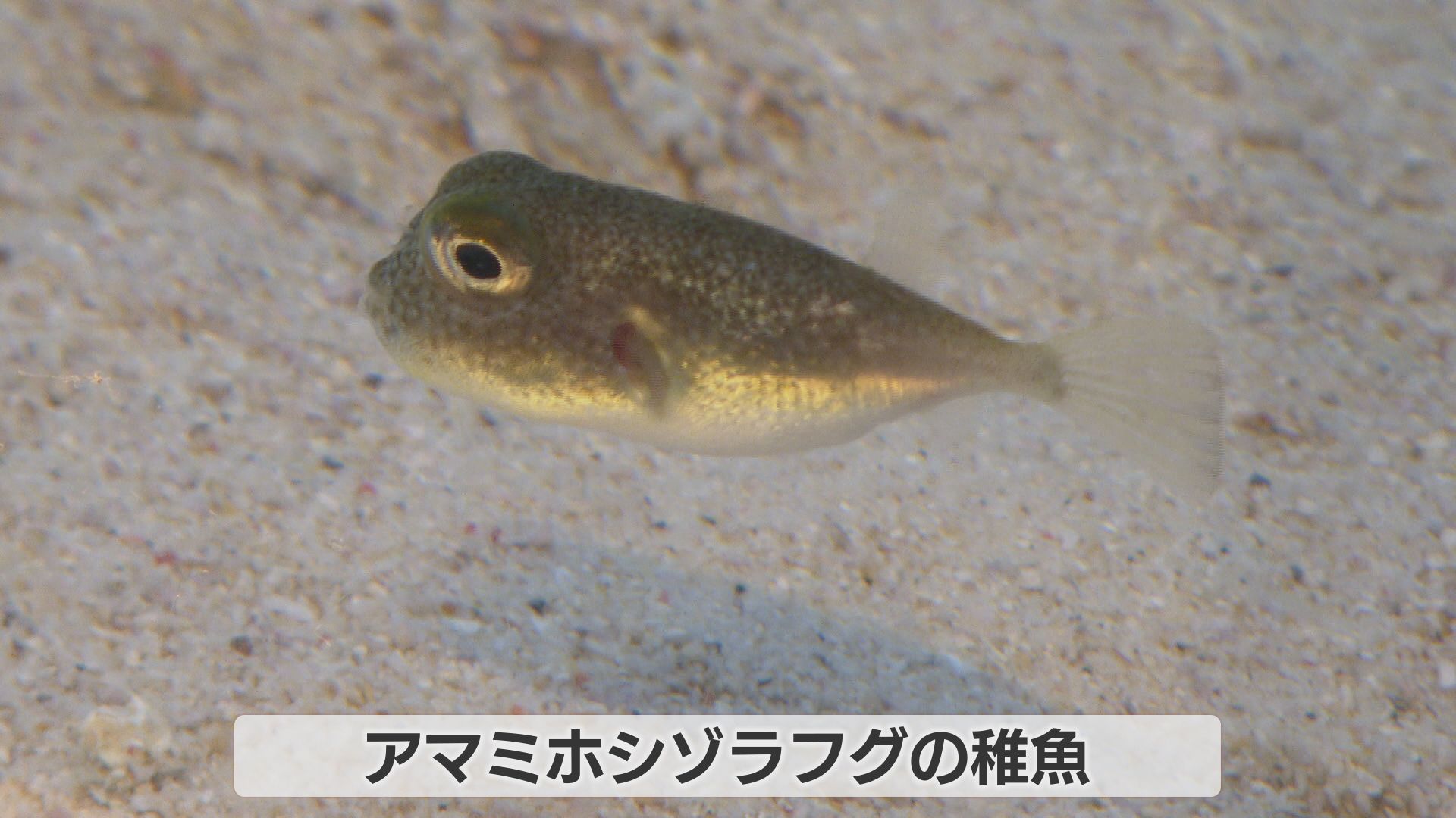 世界初！産卵場所にミステリーサークル作る「アマミホシゾラフグ」稚魚