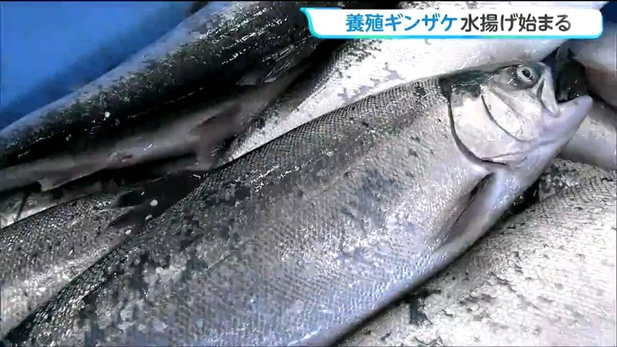 志津川湾で育ったギンザケ「伊達のぎん」9t初水揚げ 宮城・南三陸町