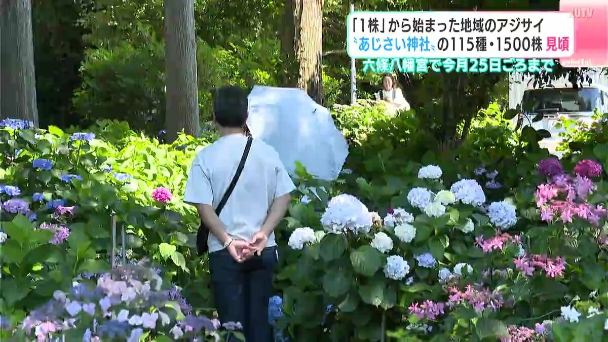 1株」から始まった地域のアジサイ “あじさい神社”の115種・1500株が