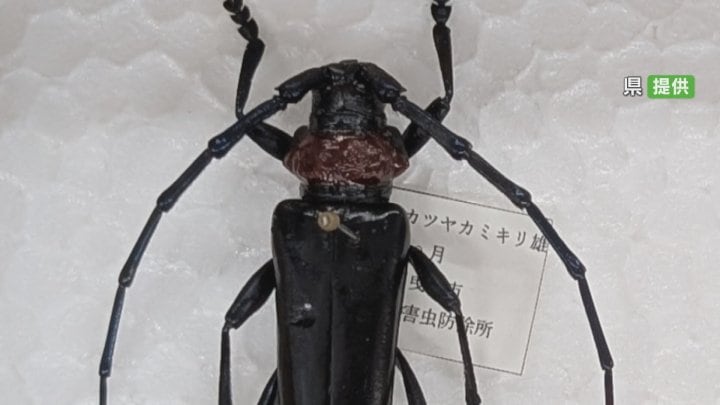 長雨で薬剤散布の期限を延長　クビアカツヤカミキリの対策　幼虫がサクラやモモの木を食い荒らす　山梨県