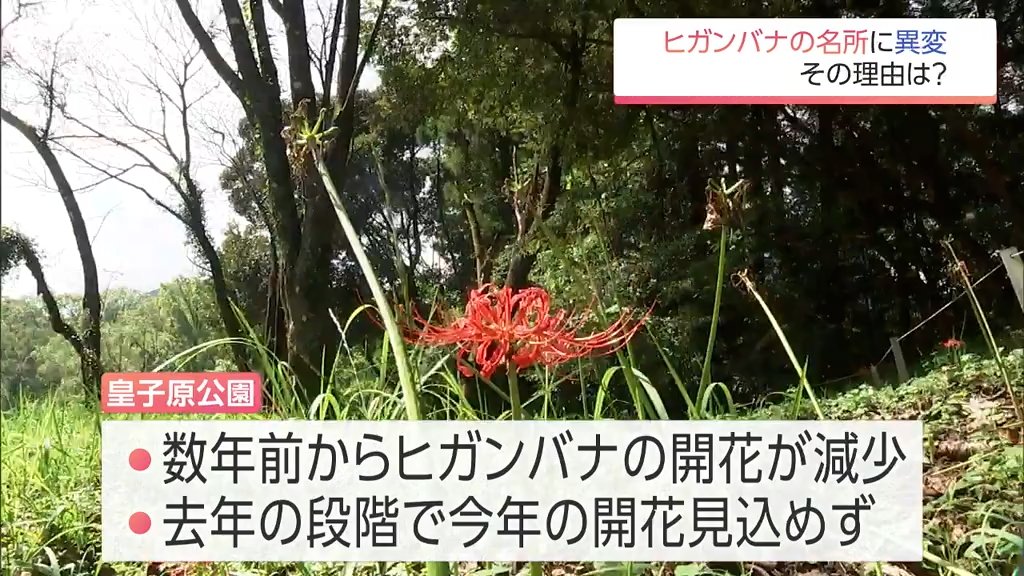 300万本が咲き誇っていた「ヒガンバナ」の名所　高原町・皇子原公園に異変　なぜ、咲かなくなった?