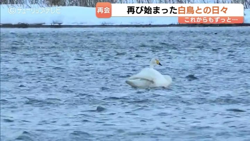 ＡＴ➖２０４ 鶏、鳩、鶴、白鳥、フクロウ 、全部まとめて 激安の投げ売りです 傷ついた白鳥と富山のカメラマン澤江弘一さん 消息絶った1年を乗り越え