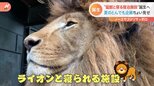 “猛獣ライオンと寝る宿泊施設”も完成間近! 旅行機運に期待の動物園で“夢の企画”が続々進行中|TBS NEWS DIG