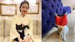 【藤あや子】猫耳付き「大当たりのイチゴ」愛猫 ”オレオ” に当てて大喜び フォロワー共感「にゃまおう」|TBS NEWS DIG