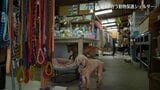 【映像】命を全うする動物、向き合う職員…福島市のアニマルシェルター【カメラめせん51】　|　福島のニュース│TUF
