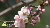 青森春まつり開幕　ほころび始めたソメイヨシノを青空の下で楽しむ　青森県青森市|TBS NEWS DIG
