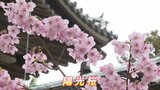 平和の願いを込め各地に贈られたというサクラ“陽光桜”が満開 | 山口のニュース・天気・防災|tys NEWS|tysテレビ山口