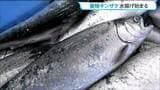 志津川湾で育ったギンザケ「伊達のぎん」9ｔ初水揚げ　宮城・南三陸町|TBS NEWS DIG