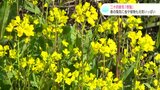 二十四節気「啓蟄」　春の陽気に虫や植物も元気いっぱい　 高知県四万十市|TBS NEWS DIG