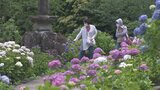 3000本のアジサイが見頃 大分・宇佐市の響山公園 | 大分のニュース|OBS NEWS|大分放送