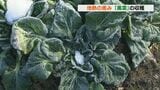 地熱の恵み「黒菜」の収穫　地中の温度が高いことから栽培できる野菜　熊本・小国町|TBS NEWS DIG