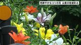「夢ゆりの道」色鮮やかなユリの花が山里の街道彩る 6月下旬までが見ごろ | 高知のニュース・天気|KUTV NEWS | KUTVテレビ高知