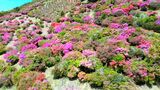 山肌染める10万本のツツジをドローン散歩！　鹿児島|TBS NEWS DIG