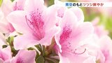 青空のもとツツジ色鮮やかに　３月の低温で開花遅れ来週末見ごろ　富山市では１２日ぶりに１０℃下回る　|　富山のニュース｜天気・防災｜チューリップテレビ