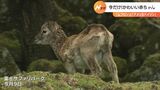 富士サファリパークでムフロンとアメリカバイソンの赤ちゃん(静岡県) | 静岡のニュース | SBSNEWS | 静岡放送