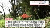 300万本が咲き誇っていた「ヒガンバナ」の名所　高原町・皇子原公園に異変　なぜ、咲かなくなった?　|　MRTニュース ｜ ＭＲＴ宮崎放送