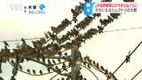 「ギャーギャー」駅前に戻ってきた「あの鳴き声」電線に集まる「ムクドリ」車の走る音もかき消され…そして「フン」にも超迷惑「困った！」　|　SBC NEWS | 長野のニュース | SBC信越放送