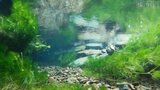 【映像企画・撮りどき】梅花藻ゆれる清流~「清水の湧口」/岩手・陸前高田市|TBS NEWS DIG