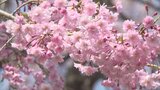 静寂に包まれた神社 南アルプス市の穂見神社で満開の桜 山梨・南アルプス市 | 山梨のニュース | UTYテレビ山梨