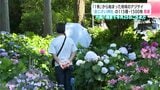 「1株」から始まった地域のアジサイ “あじさい神社”の115種・1500株が見頃 六條八幡宮で6月25日ごろまで | 高知のニュース・天気|KUTV NEWS | KUTVテレビ高知