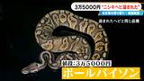 3万5000円「ニシキヘビ盗まれた」人気の「ボールパイソン」 黒い服を着た不審な人物…金を払わず立ち去る 名古屋 | 名古屋・愛知・岐阜・三重のニュース【CBC news】 | CBC web