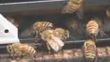 「採れる量が減ってきている」記録的な猛暑で泣きっ面にハチ 異例の暑さがハチミツ作りに影響 山梨|TBS NEWS DIG