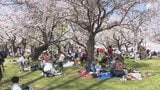 第70回静岡まつりが開幕！ 満開の桜の下で楽しむお花見 物価高で「予算は14％減少」の節約志向も|TBS NEWS DIG