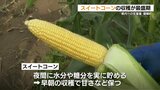 スイートコーンの生産『県内一』の菊陽町　収穫が最盛期　熊本　|　熊本のニュース｜RKK NEWS｜RKK熊本放送