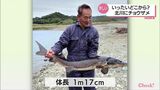 いったいどこから?延岡市北川でチョウザメが釣りあげられる | MRTニュース | MRT宮崎放送