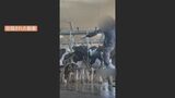 【速報】牛を蹴るなどの虐待…初公判　外国籍の農場元従業員の男「自分が悪いです」起訴内容認める　虐待動画SNS拡散で問題に　|　BSSニュース | BSS山陰放送