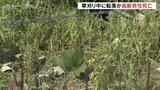 草刈り中に転落したか 崖下に倒れている82歳の男性見つかる 富山・黒部市|TBS NEWS DIG