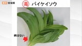 有毒植物「バイケイソウ」食べた60代男性が腹痛・吐き気の食中毒“加熱しても毒消えない”最悪死に至る植物と山菜の違いは　宮城　|　宮城のニュース│tbc NEWS│tbc東北放送