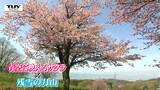 山形市で最も開花が遅いといわれる桜が見ごろ！ 西蔵王放牧場のオオヤマザクラ　桜と残雪の月山のコラボレーション！|TBS NEWS DIG