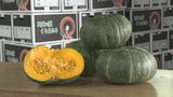 栗のようにほくほくとして甘いカボチャ　「阿知須くりまさる」出荷　山口県山口市|TBS NEWS DIG