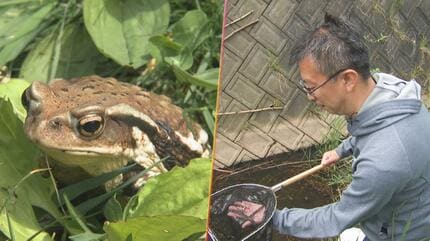 ガマガエルが北海道で大量発生 誰かがやらなきゃ…“国内外来種”アズマ