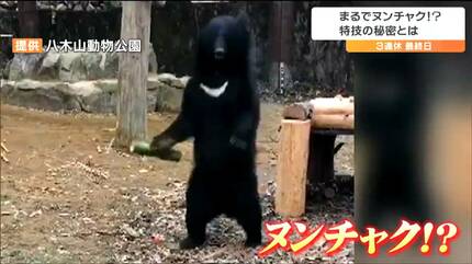 直立で華麗な“ヌンチャク”さばきの「ツキノワグマ」あらわる 竹筒を