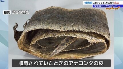 霊獣の絵？ツキノワグマのこどものはく製？アナコンダの皮？博物館の奥