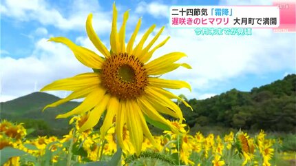 きれいとしか言いようがない」遅咲きのヒマワリ 高知県大月町で満開 10