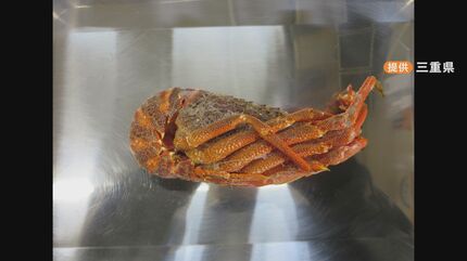ロブスターを“伊勢海老”として販売 伊勢海老を名乗れるのは世界で1種類