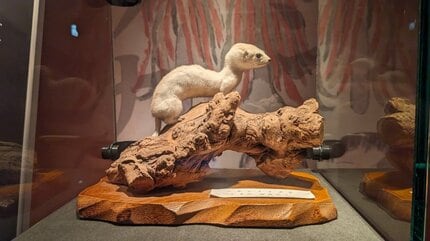 災いを寄せつけないため、災いを祓うために古くから伝えられてきた