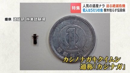 ウィスキーの樽としても需要高まる道産ナラに危機迫る！体長5ミリの