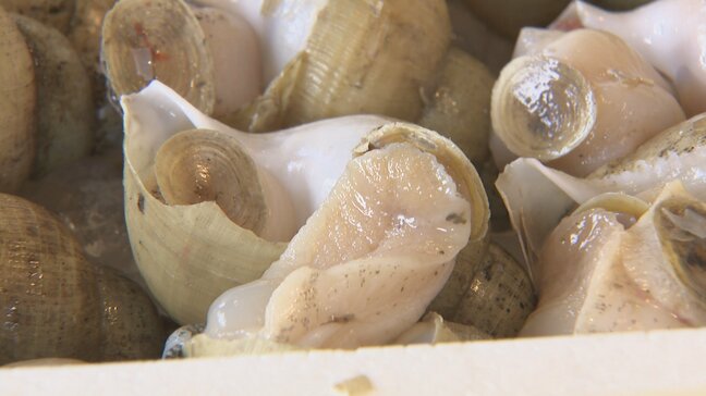 寿司ネタ “バイ貝” がピンチ…地震の影響で消えた “カゴ” 名物料理の “バイ飯” もお休み　富山・魚津市|TBS NEWS DIG