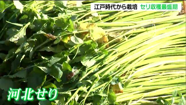 ブランド「河北セリ」の収穫最盛期・シャキシャキの食感 江戸から続く伝統栽培 宮城・石巻市|TBS NEWS DIG