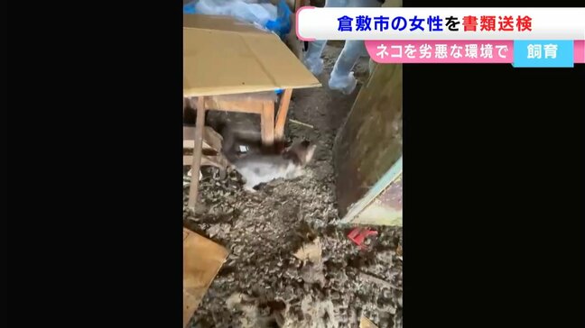 劣悪な環境でネコを飼育した疑いで女性（70）を書類送検　66匹の猫が保護「考えるのが面倒くさくなった」【岡山】|TBS NEWS DIG