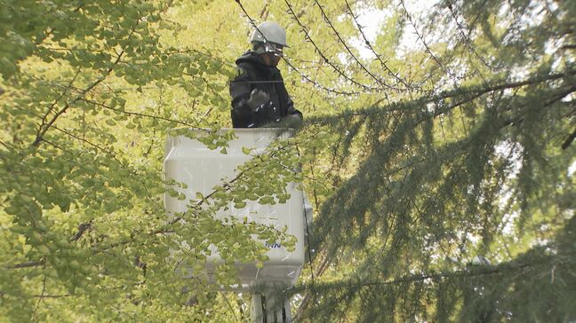 100万球のLEDがまちを彩る　周南冬のツリーまつり　電球の飾りつけ作業進む|TBS NEWS DIG