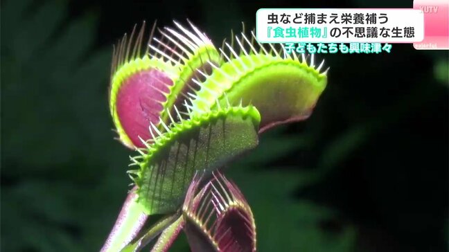 「トゲトゲしてて、口みたいな形してる」虫など捕まえ栄養を補う　『食虫植物』の不思議な生態　高知県立牧野植物園|TBS NEWS DIG
