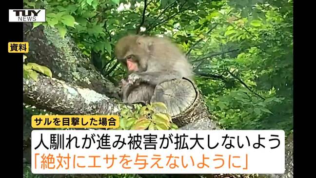 住宅の敷地に出没…先月から山形市の住宅地でニホンザルの目撃相次ぐ　絶対にエサを与えないよう注意呼びかけ|TBS NEWS DIG