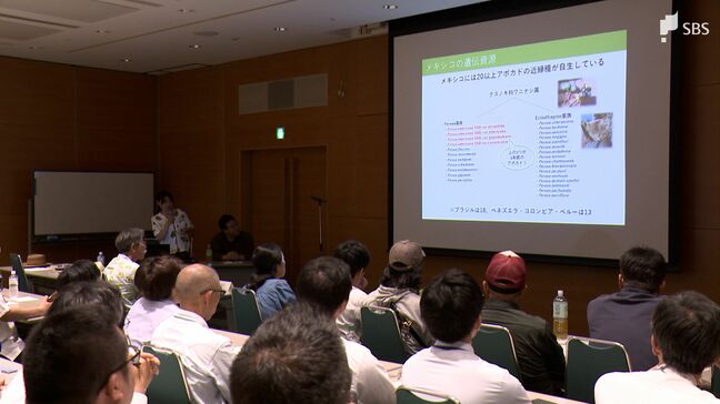 気候変動に対応 “森のバター”アボカド産地化へ 静岡県が新プロジェクトを始動|TBS NEWS DIG