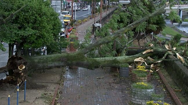 【続報】雷雨に強風に 目まぐるしく変わる荒れた天気 岡山市北区京橋町では20mの大木が倒れる|TBS NEWS DIG
